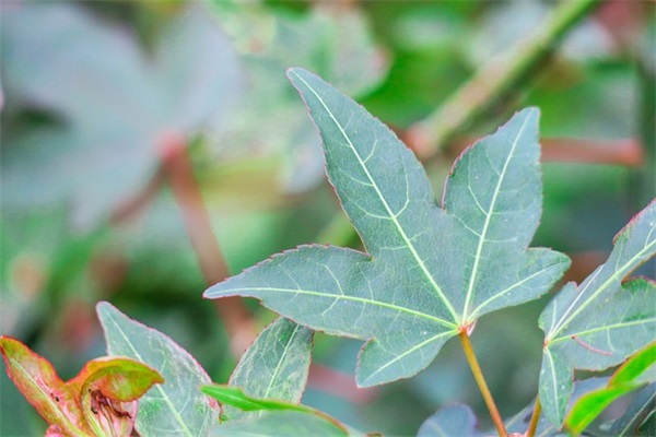 特别适合女生的情感语录