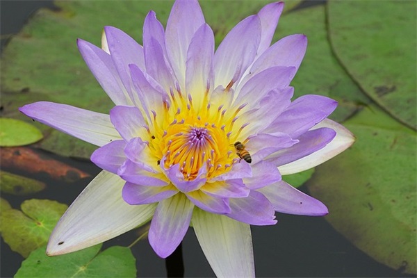 一句话爱情经典语录