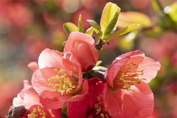 常用爱情宣言语录