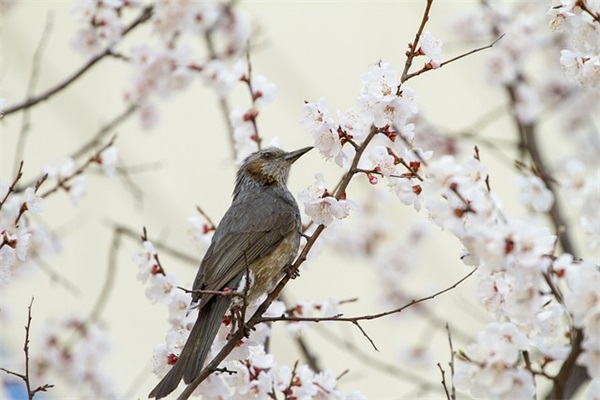七夕表白情话短句语录2026精选