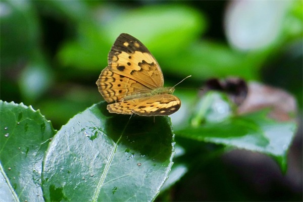 夜场经典语录48句