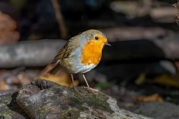 感情伤感话语录 伤感语录