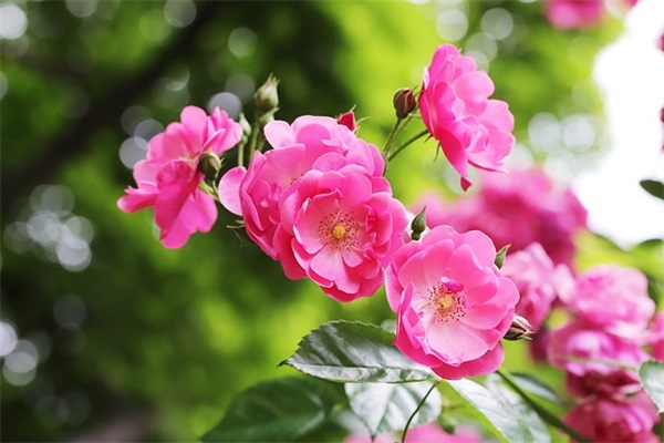 关于学习励志的语录