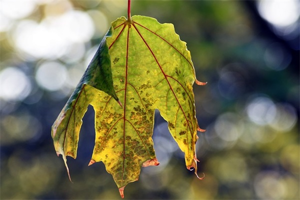 情感语录与感悟失恋的朋友圈