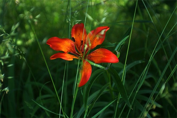 道教经典语录 道教经典