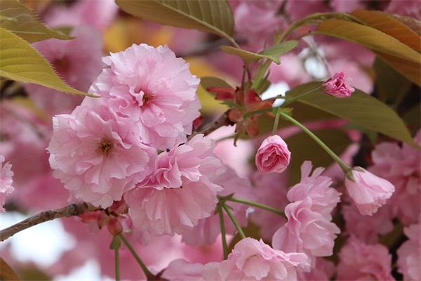 关于光棍节经典语录