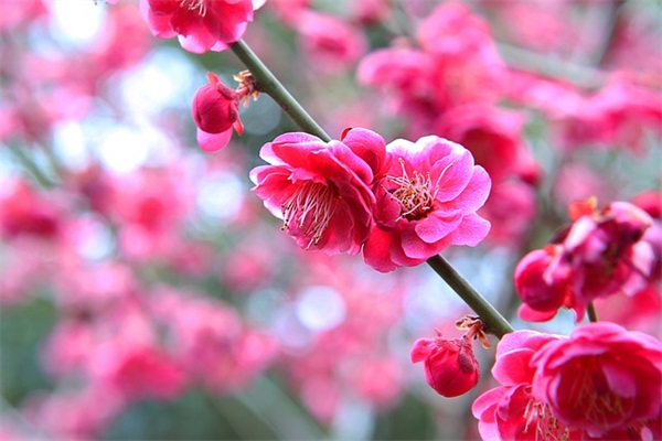 遇上喜欢的人的心情语录