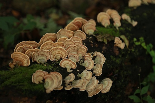 鼓励追求爱情的句子
