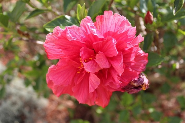 春节年会祝福语