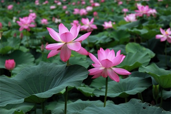 春节手抄报2026祝福语 红红火火过春节手抄报