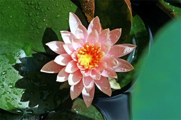 关于代表希望的句子精选70条（精选）